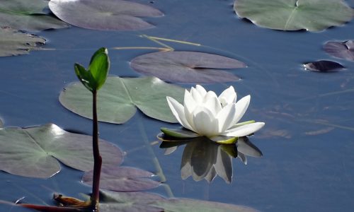 Water Lily
